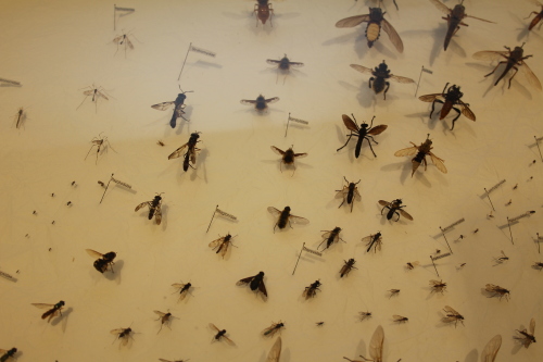 Schaukästen zeigen zahlreiche Fliegenarten.(Foto: OBK)
